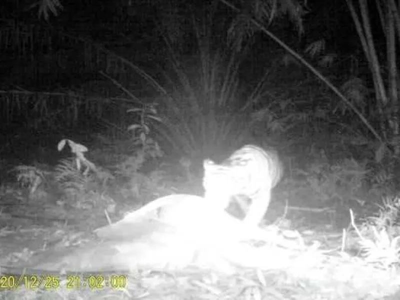 Konflik Harimau Terulang di Lokasi yang Sama di Bohorok