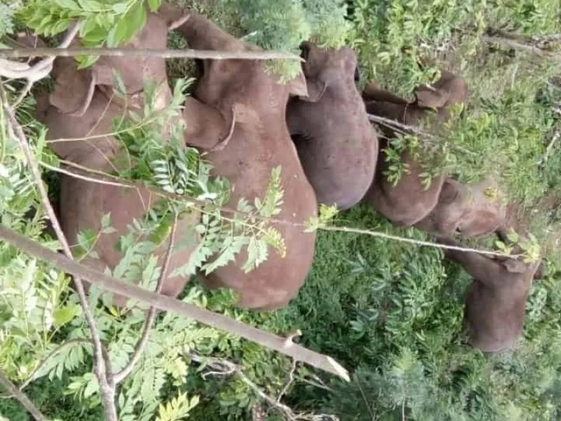 Konflik Tak Berujung Antara Gajah Sumatera dengan Masyarakat di Lampung