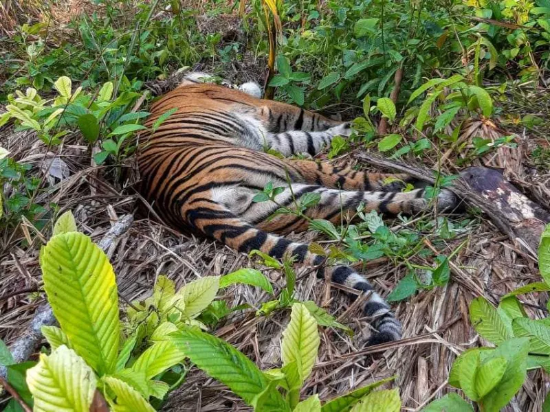 Konflik Tak Berujung, Dua Harimau Sumatra Mati Diracun
