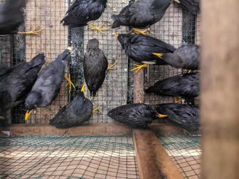 KP3L dan BKSDA Kalbar Sita Ratusan Burung Jalak Kerbau Ilegal