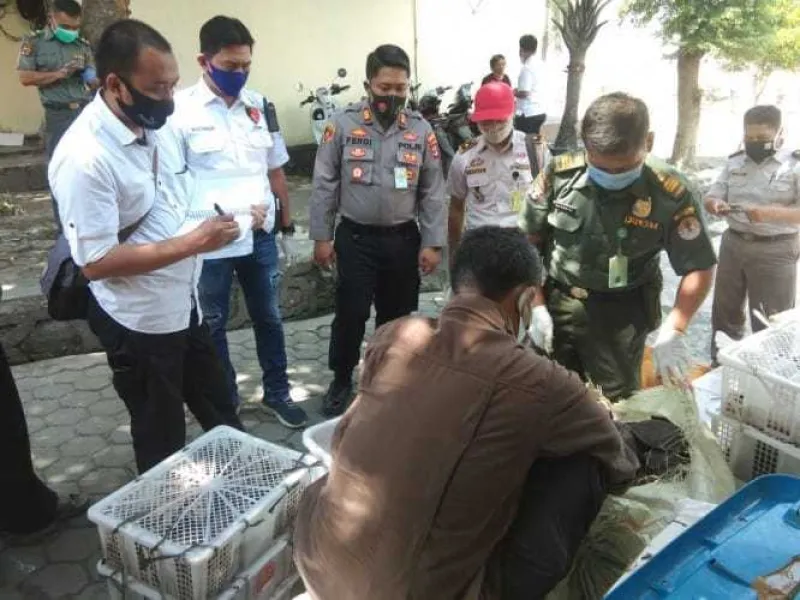 KSKP Bakauheni Menggagalkan Peyelundupan 412 Reptil dari Lampung ke Jakarta