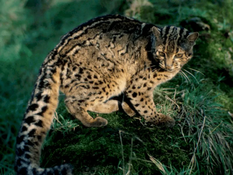 Kucing Batu, Kucing Kecil Nan Pandai Memanjat