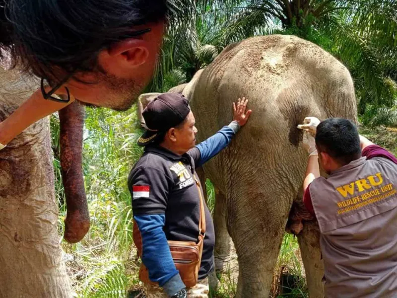 Featured image for Kurus dan Sakit, Gajah Liar Sumatera Masuk Perkebunan Sawit