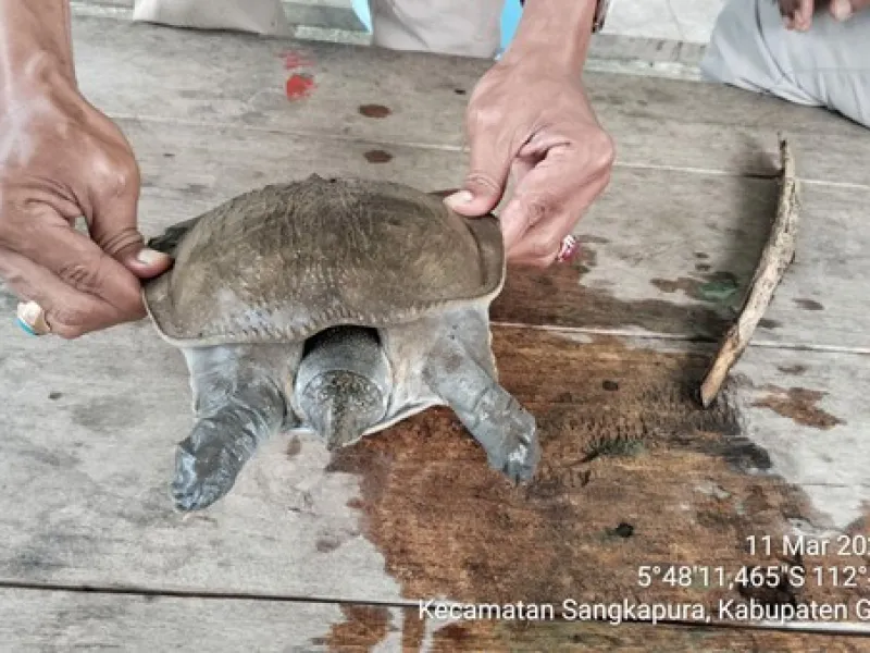Labi-labi Ditemukan di Pulau Bawean, BKSDA: Penting untuk Terus Dijaga