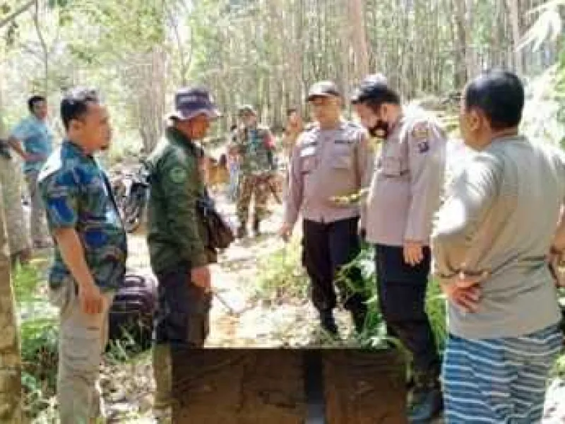 Lagi! Penampakan Jejak Harimau di Kebun Karet Palas