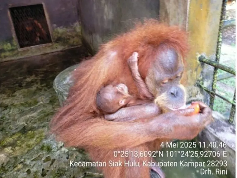 Lahirnya Orangutan di LK Kasang Kulim Riau