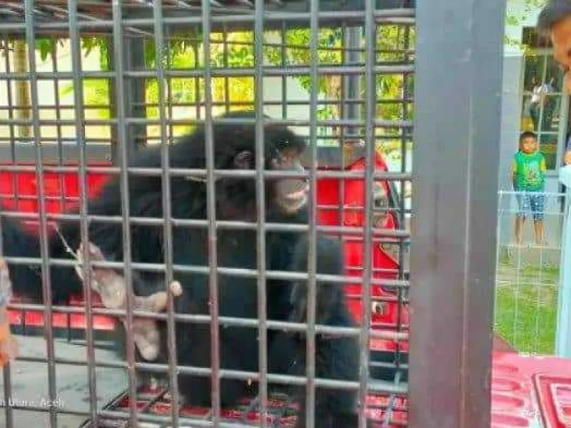 Lanal Lhokseumawe Serahkan 1 Owa Siamang ke BKSDA Aceh