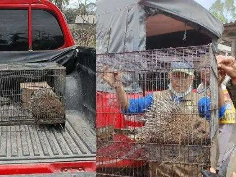 Landak Jawa Ditemukan Tak Berdaya di Tengah Erupsi Semeru
