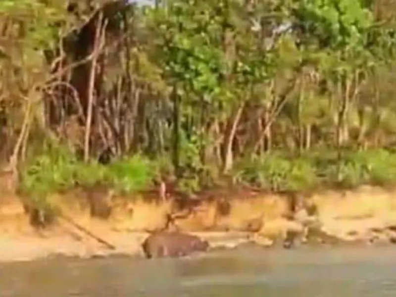Langka! Beredar Video Badak Jawa Sedang Mengasin di TNUK