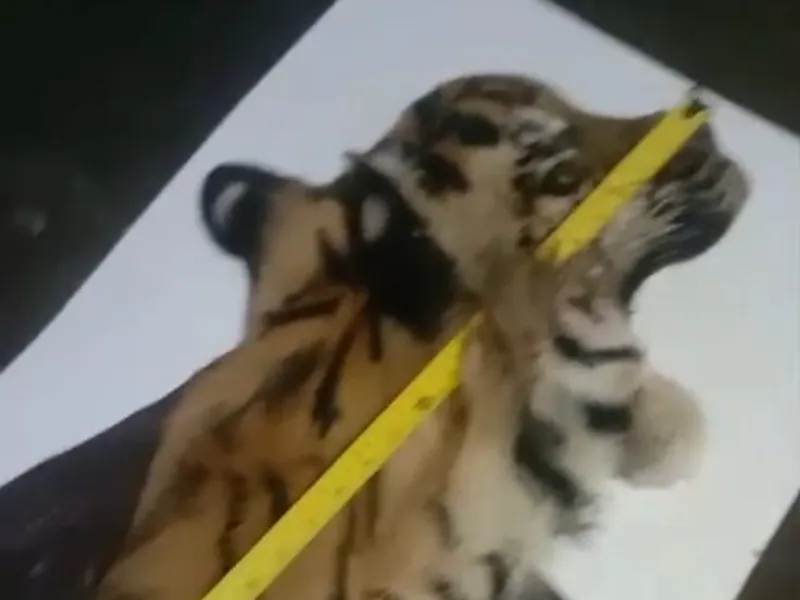 Lima Peniaga Kulit dan Tulang Harimau Diciduk Polisi