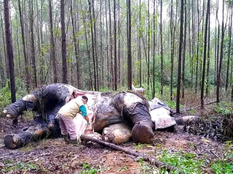 Lindungi Hutan dan Satwa Liar Demi Mencegah Pandemi