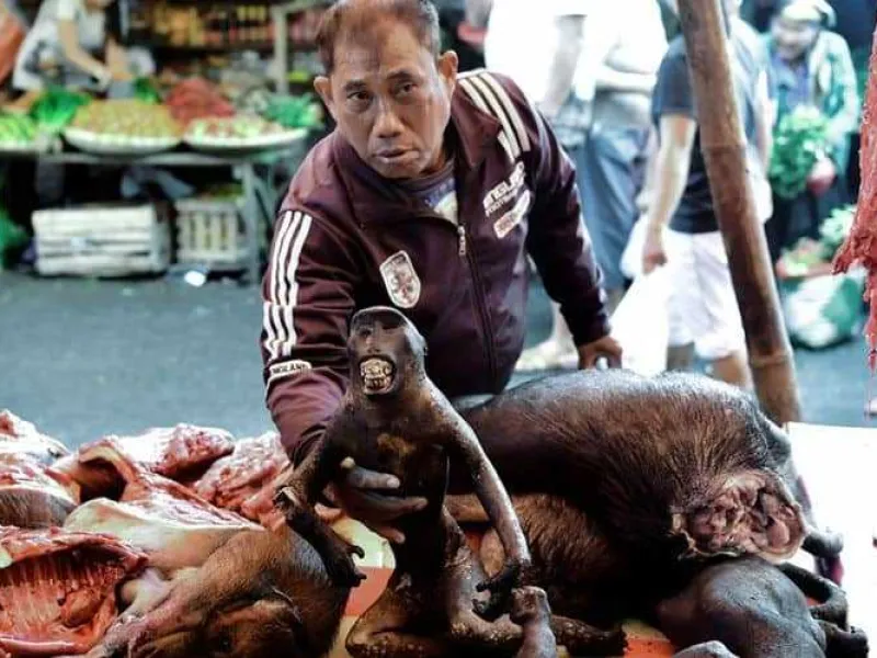 Featured image for LIPI: Pemusnahan Satwa Liar Dianggap Bukan Solusi Kendalikan Virus Corona
