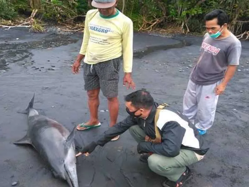 Lumba-Lumba Hidung Botol Ditemukan Mati Membusuk di Jembrana