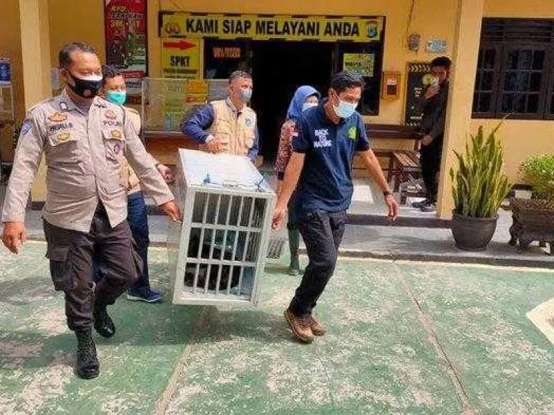 Macan Dahan Masuk Perkampungan, Diduga Satwa Peliharaan
