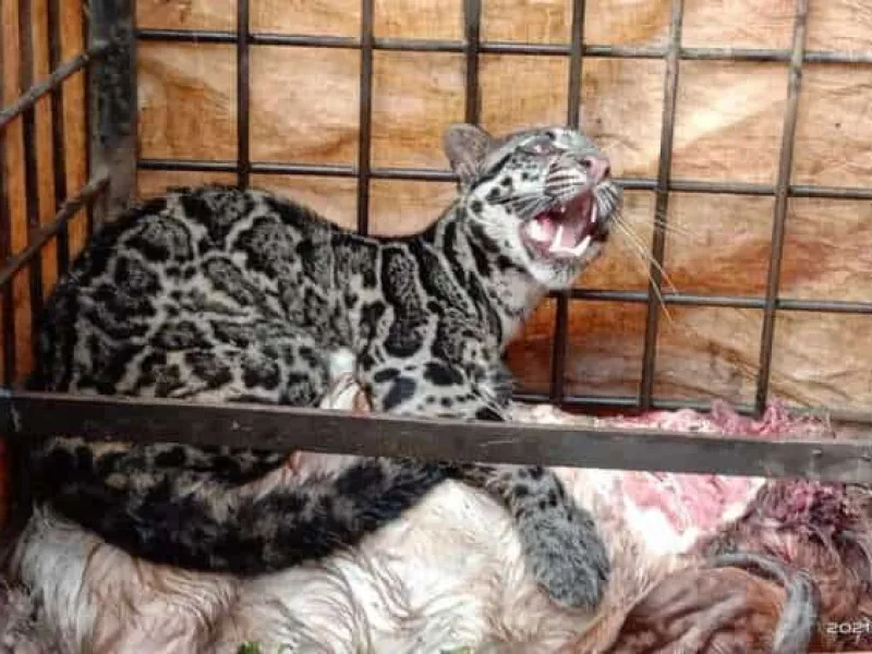 Macan Dahan Mati Mengenaskan Setelah Dikeroyok Warga Sumbar