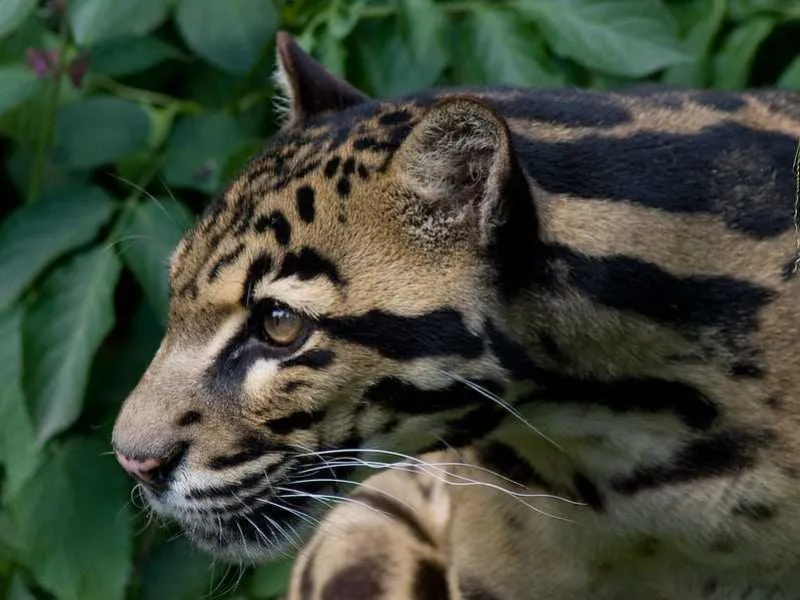 Macan Dahan, Top Predator di Kalimantan yang Terancam Punah