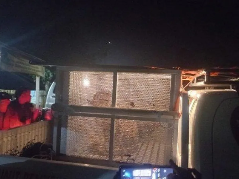 Macan Dahan yang Masuk Gudang di OKU sudah Dievakuasi
