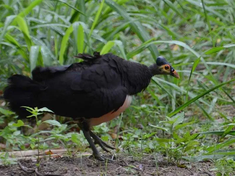 Featured image for Maleo, Si Burung Langka yang Dikenal Romantis dan Setia