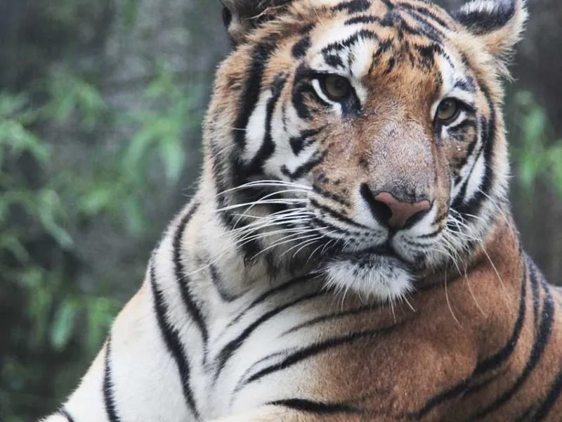 Masuk Hutan Larangan, Penebang Kayu Berkonflik dengan Harimau