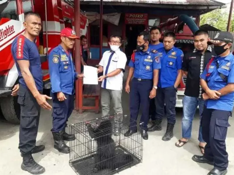 Masuk Rumah Warga, Binturong Dievakuasi Damkar Payakumbuh
