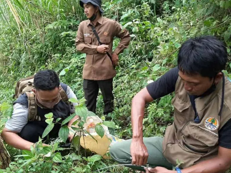 Matinya Mitos, Hutan Rimba, dan Harimau di Tanah Jawa