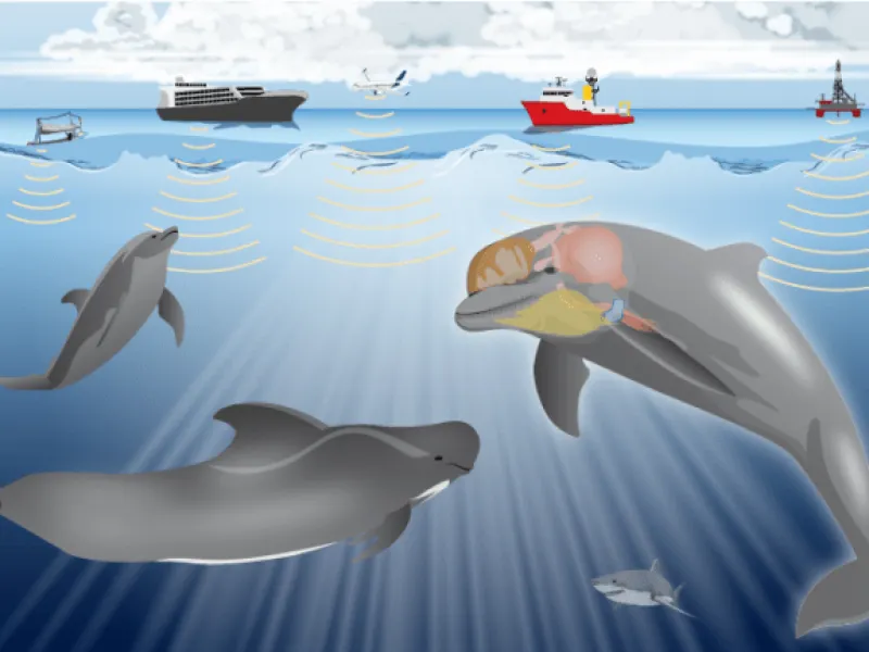 Memahami Bahaya Polusi Suara di Bawah Laut