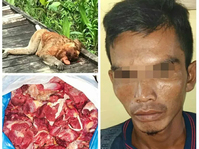 Membunuh Bekantan dengan Senapan Angin, Seorang Pria Ditangkap Polisi