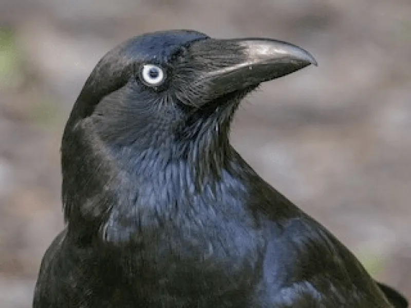 Mengenal Genus Corvus: Burung Gagak yang Cerdas dan Setia