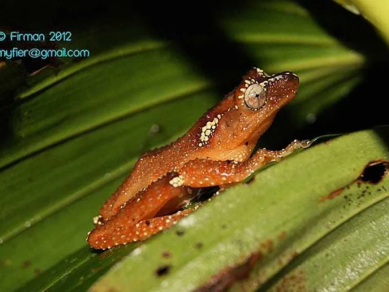 Mengenal Katak Pohon Mutiara yang Ditemukan Setelah 8 Tahun Hilang