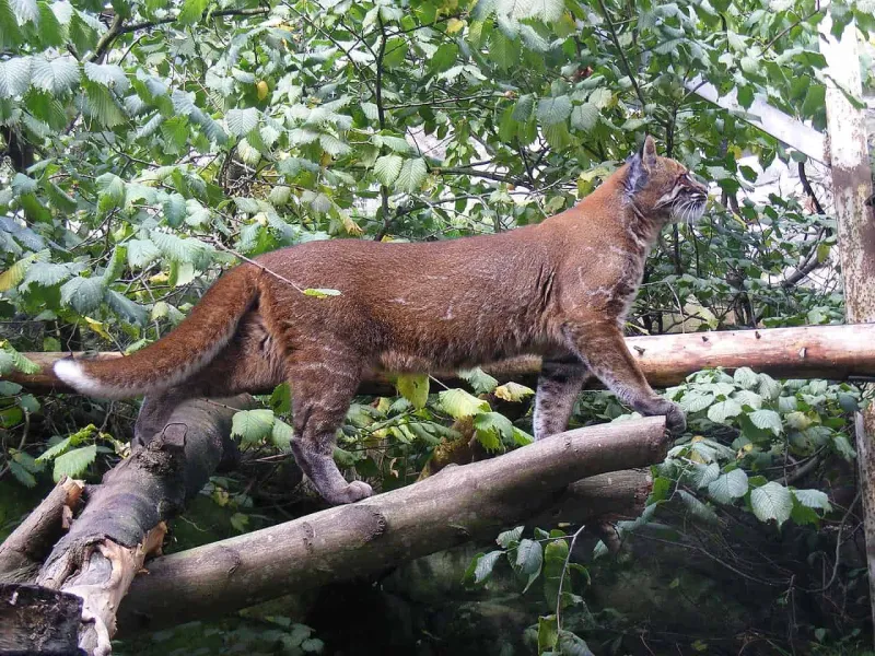 Mengenal Kucing Emas, Satwa Pemalu yang Terancam Punah