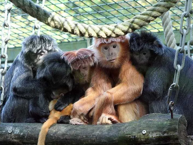 Mengenal Lutung Budeng, Primata Berambut Hitam yang Dilindungi
