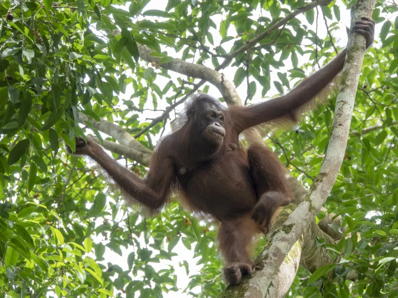 Mengenal Orangutan, Si Kera Besar yang Terancam Punah