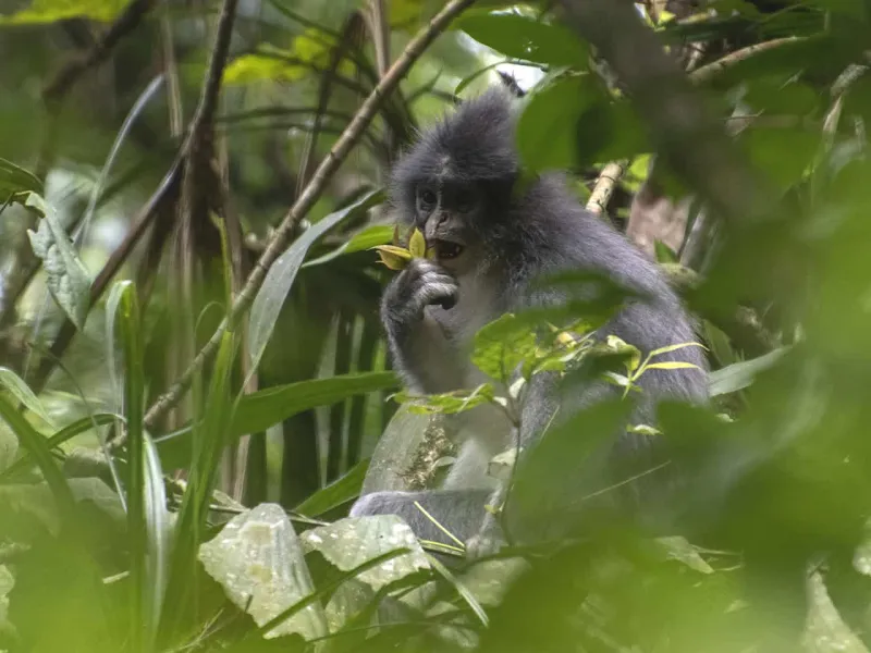 Mengenal Surili Jawa dan Peranannya dalam Regenerasi Hutan Tropis