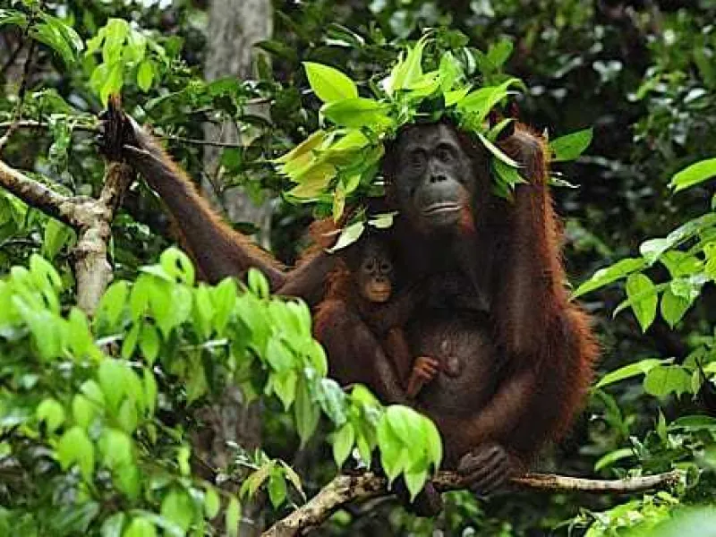 Mengenal Umbrella Species
