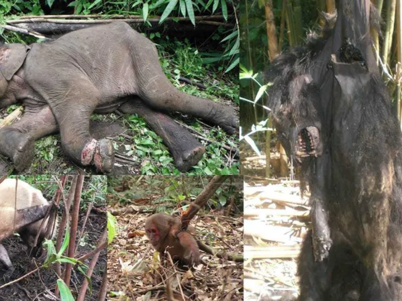 Menjejak Jebakan Jerat Pembunuh Satwa Langka Indonesia