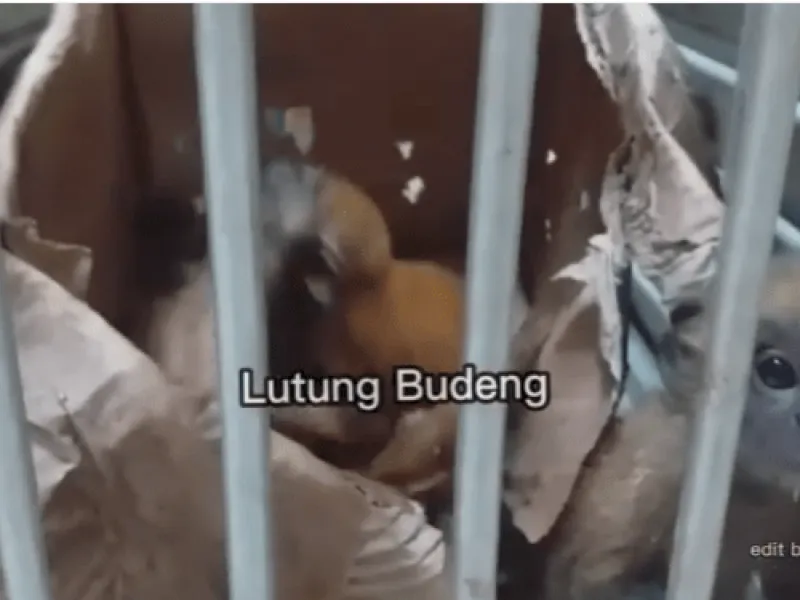 Menjual Enam Satwa Dilindungi, Tiga Pelaku Diamankan Petugas
