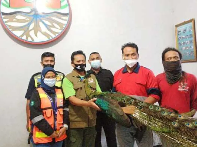 Merak Hijau Ditemukan di Area Proyek Bandara Kediri