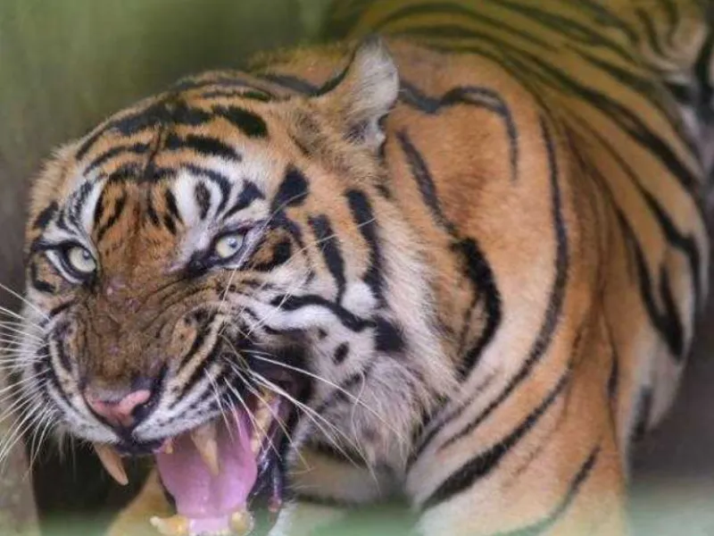 Merawat Krisis ala Medan Zoo