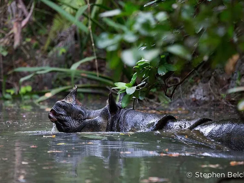 Mewujudkan Habitat Kedua, Upaya Selamatkan Badak Jawa