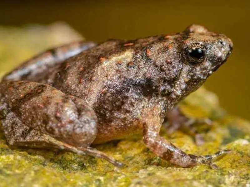 Microhyla Sriwijaya, Pelompat Asal Belitung dan Lampung