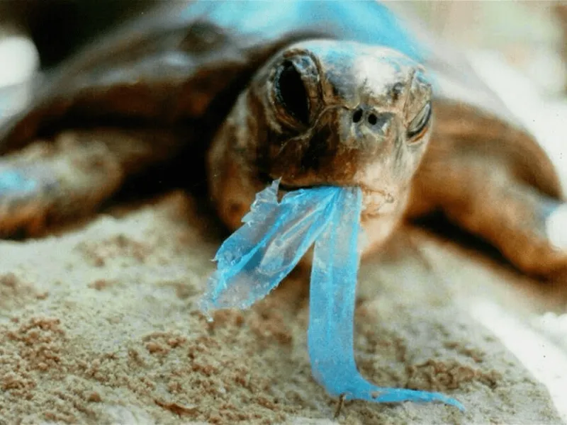 Mikroplastik Jadi Ancaman Mengerikan Bagi Kehidupan Laut