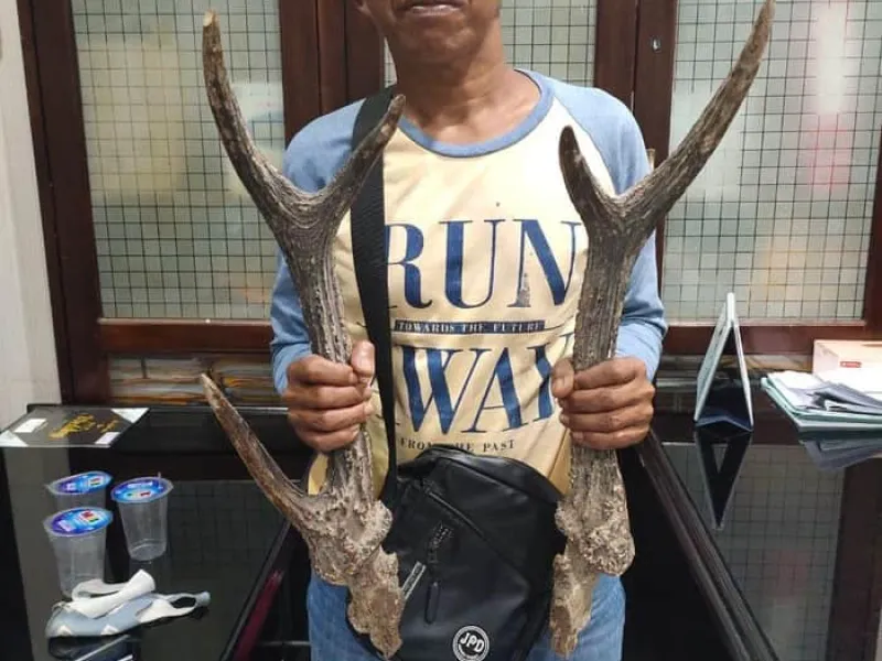 Miliki Tanduk Rusa dan Kambing Hutan, Warga Bengkulu Ditangkap Polisi
