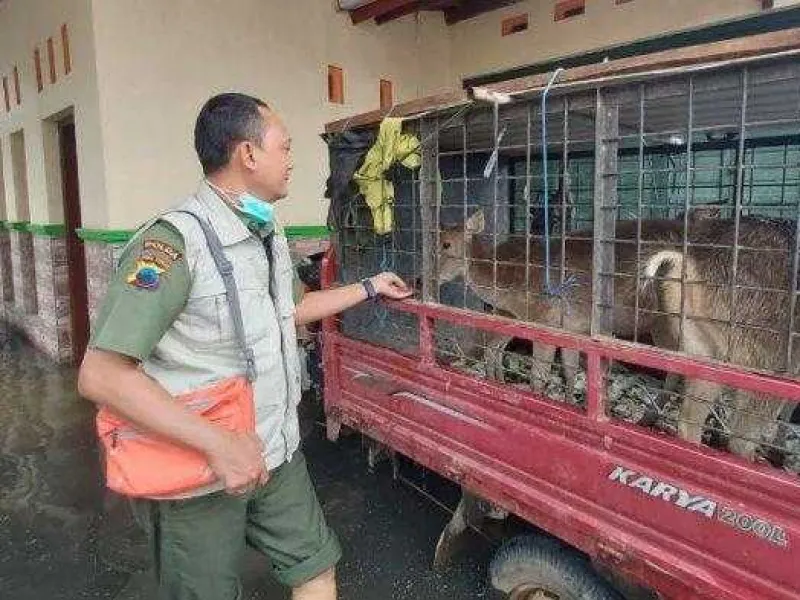 Muncul di Tengah Banjir, 3 Rusa Timor Dievakuasi ke Temanggung
