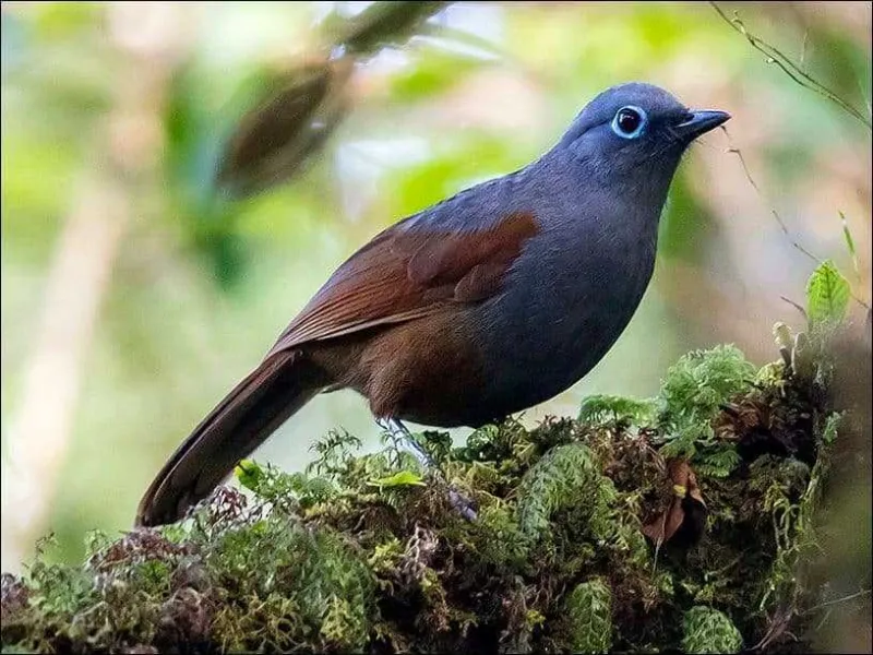 Nasib 5 Burung Kicau dengan Populasi Rendah Namun Tidak Dilindungi