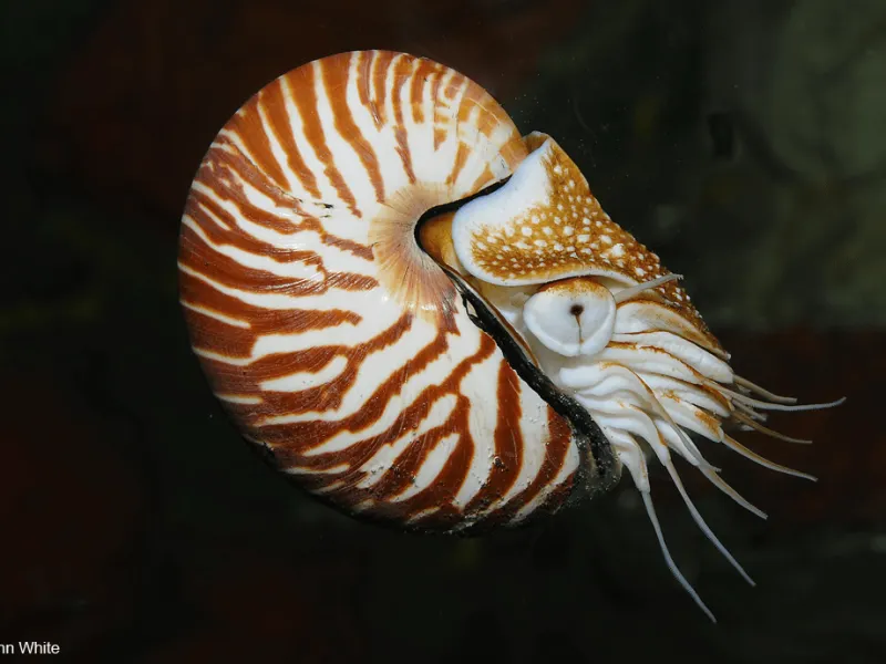 Nautilus Berongga, Satu-Satunya Chepalopoda Dilindungi di Indonesia