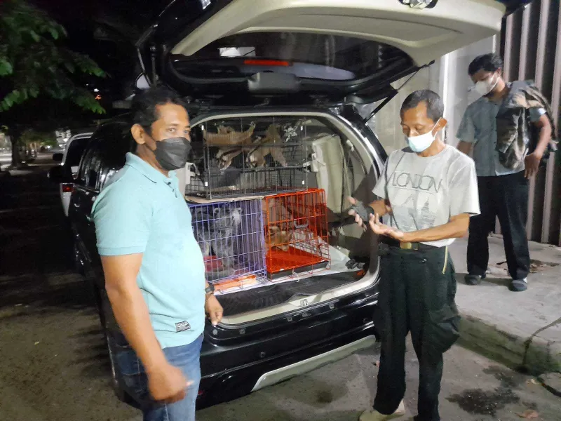 Nekat Jual Kukang, Reptiler Semarang Diciduk Polisi