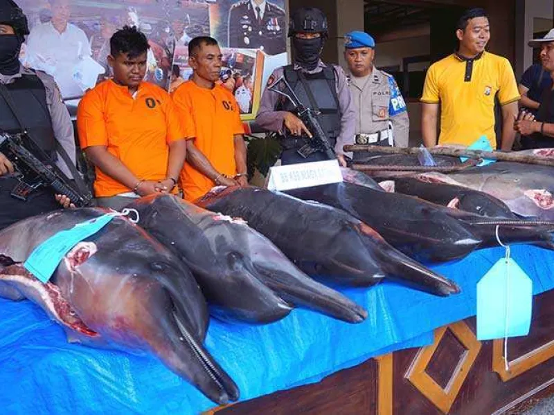 Nelayan Diciduk Polisi Setelah Ketahuan Bunuh dan Perdagangkan Lumba-lumba