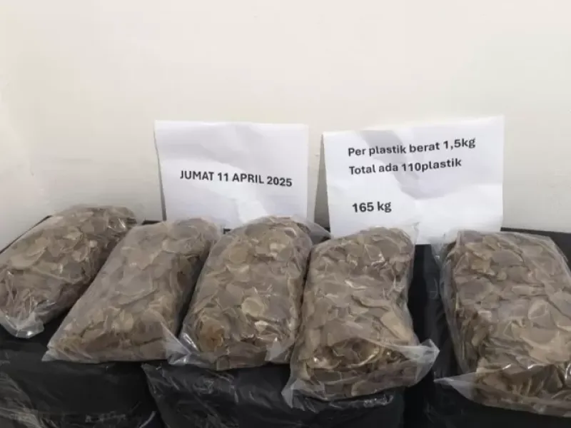 Niagakan 165 Kilogram Sisik Trenggiling, 1 Tersangka Ditangkap dan Lainnya dalam Pengejaran