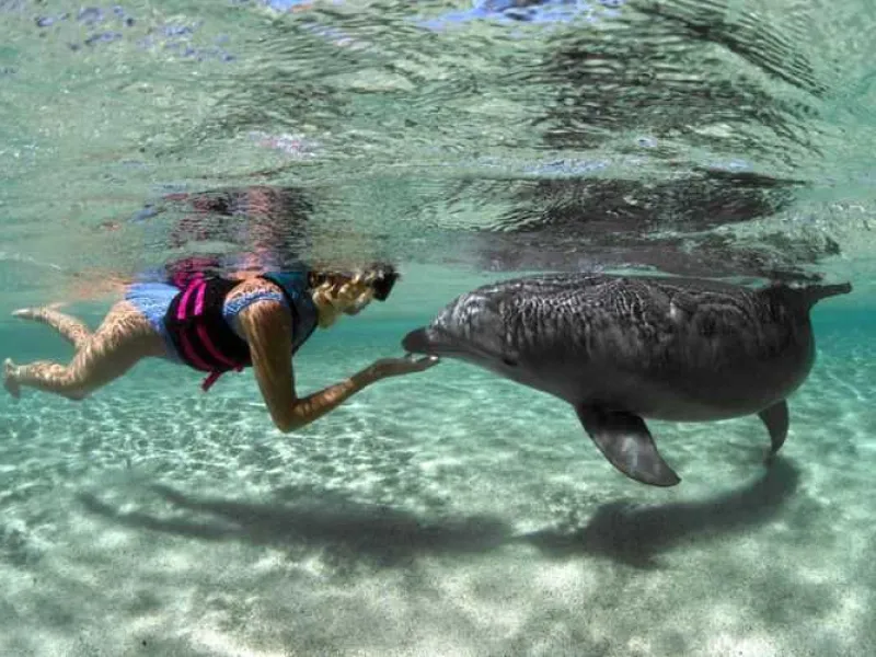 NOAA Larang Berenang Bersama Lumba-Lumba, Indonesia Kapan?