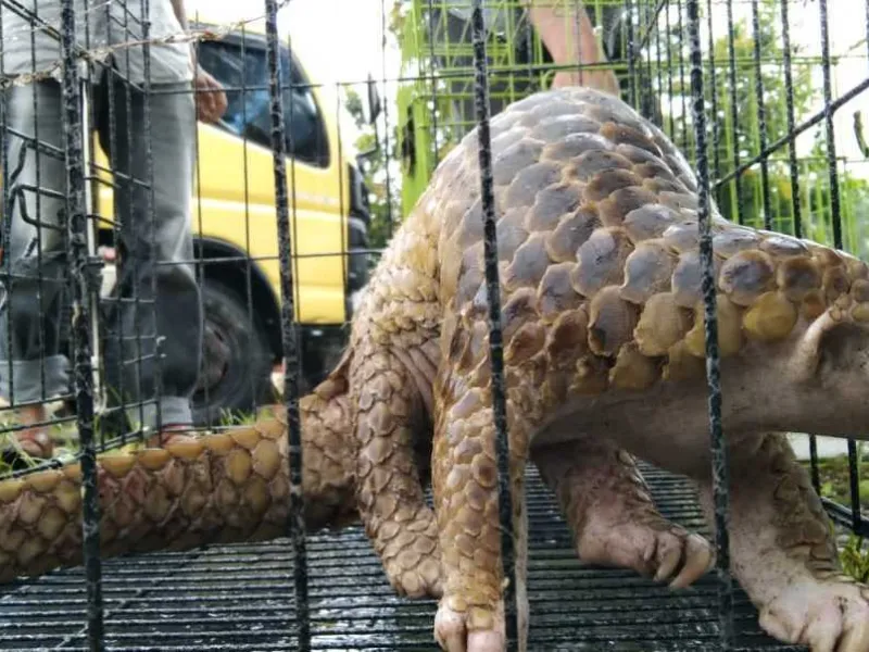 Nyaris Tertabrak, Dua Ekor Trenggiling Berhasil Dilepasliarkan